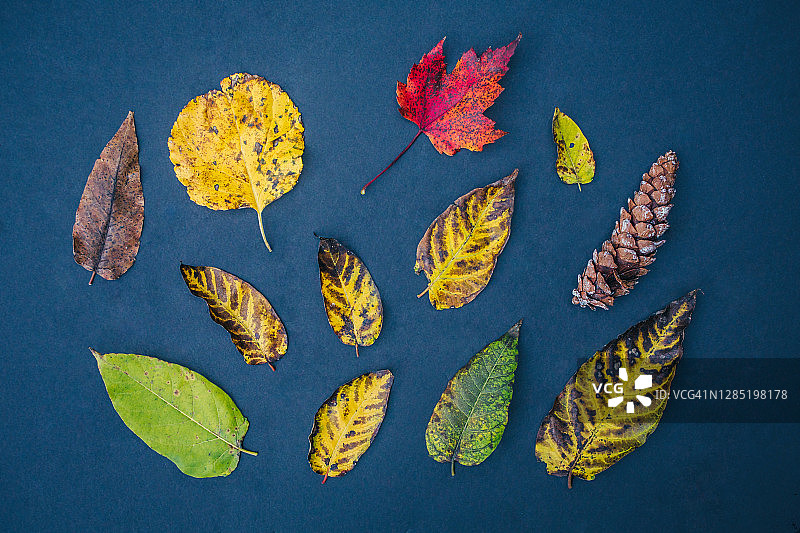 秋叶平铺，秋天的背景，个性和多样性的形状和大小图片素材