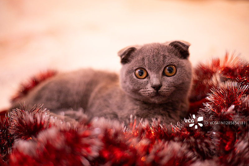 圣诞节的猫。肖像小猫玩节日的红色背景。小猫坐在盒子里。概念可爱可爱的宠物猫。2021年圣诞节的猫。苏格兰折耳猫。小猫戴着红色的花环图片素材