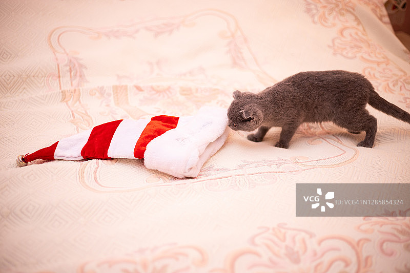 圣诞节的猫。肖像的小猫玩。小猫玩圣诞老人的帽子。红色的帽子。可爱可爱的宠物猫的概念。2021年圣诞节的猫。苏格兰折耳猫图片素材