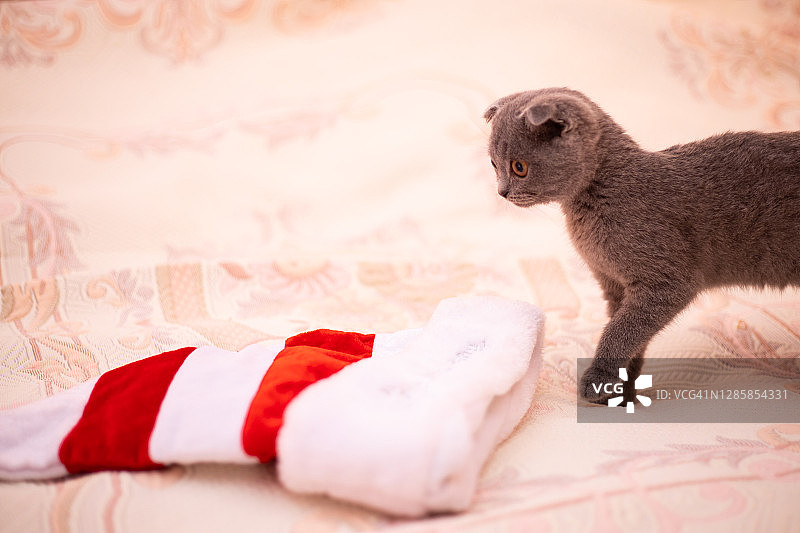 圣诞节的猫。肖像的小猫玩。小猫玩圣诞老人的帽子。红色的帽子。可爱可爱的宠物猫的概念。2021年圣诞节的猫。苏格兰折耳猫图片素材