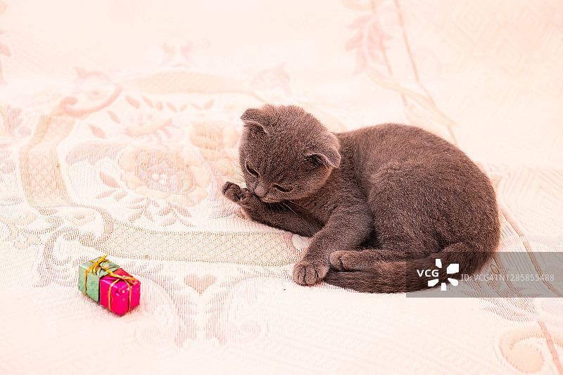 圣诞节的猫。肖像小猫玩圣诞玩具。凯蒂看着照相机。概念可爱可爱的宠物猫。2021年圣诞节的猫。苏格兰折耳猫图片素材