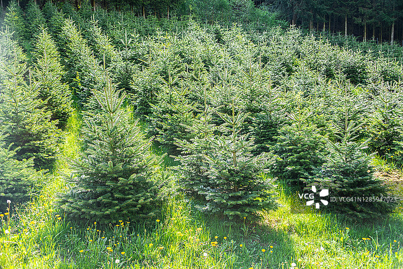 年轻的绿色冷杉圣诞树种植园图片素材