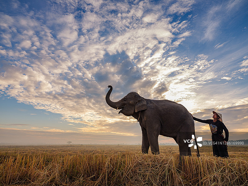 泰国素林大象村，在收获季节后的清晨，大象和象夫在稻田里散步图片素材