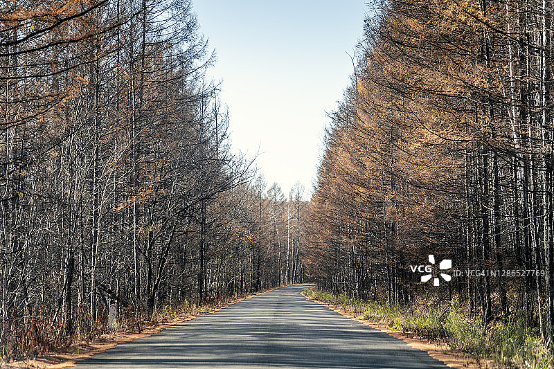 笔直的路穿过森林在秋天图片素材
