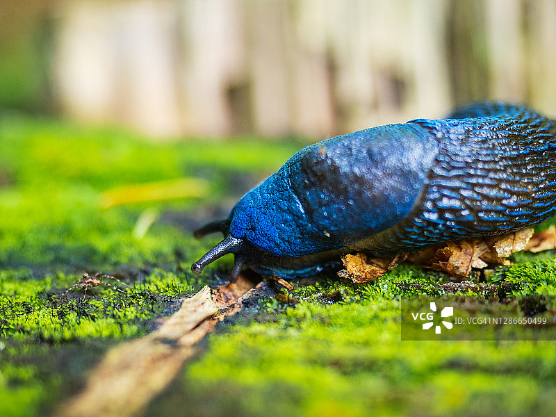 在森林里的绿色苔藓上移动的大型蓝色蛞蝓图片素材