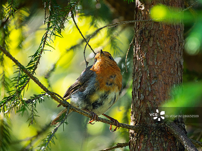 在冷杉枝上的欧洲知更鸟图片素材