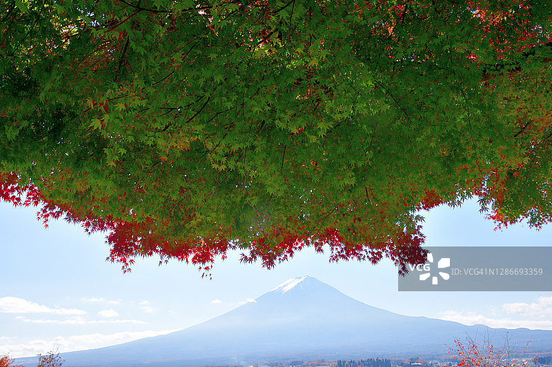 富士山和富士山五湖的秋叶颜色:川口湖图片素材