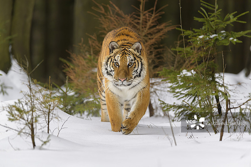 西伯利亚虎，阿尔泰卡虎，冬天图片素材
