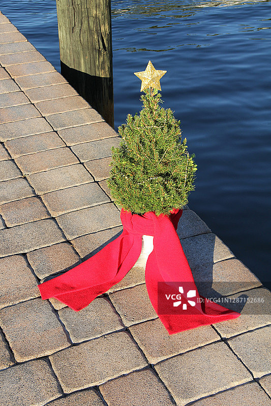 真正的圣诞树陈列在码头边上图片素材