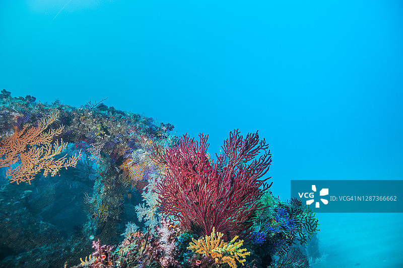 人工鱼礁上的柳珊瑚色彩斑斓图片素材