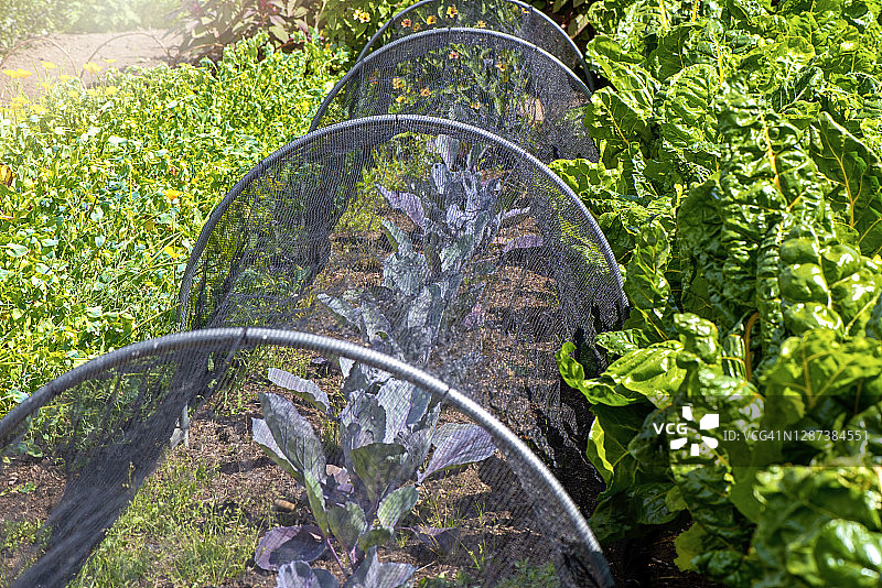 卷心菜和羽衣甘蓝生长在菜园，有一个钟形网保护图片素材