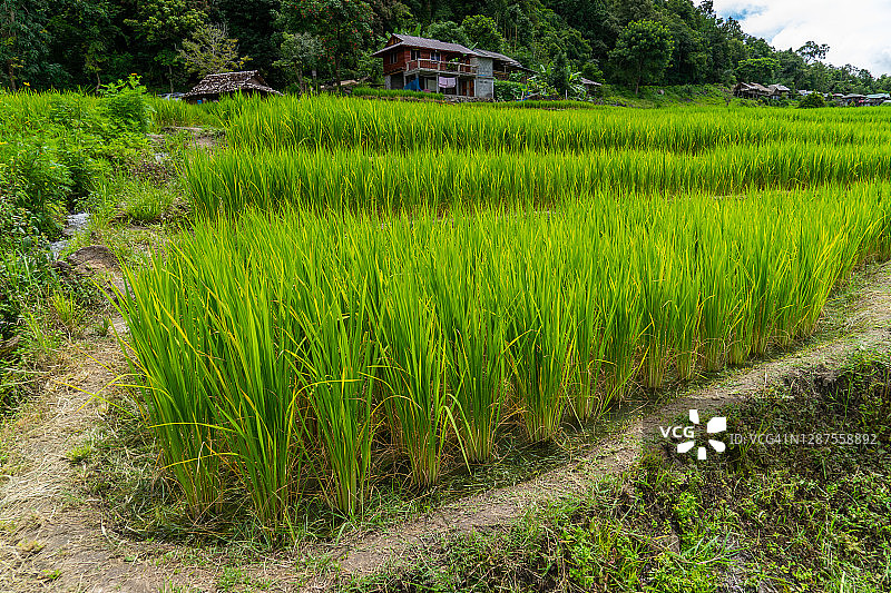 稻田谷小村庄在泰国的山上图片素材