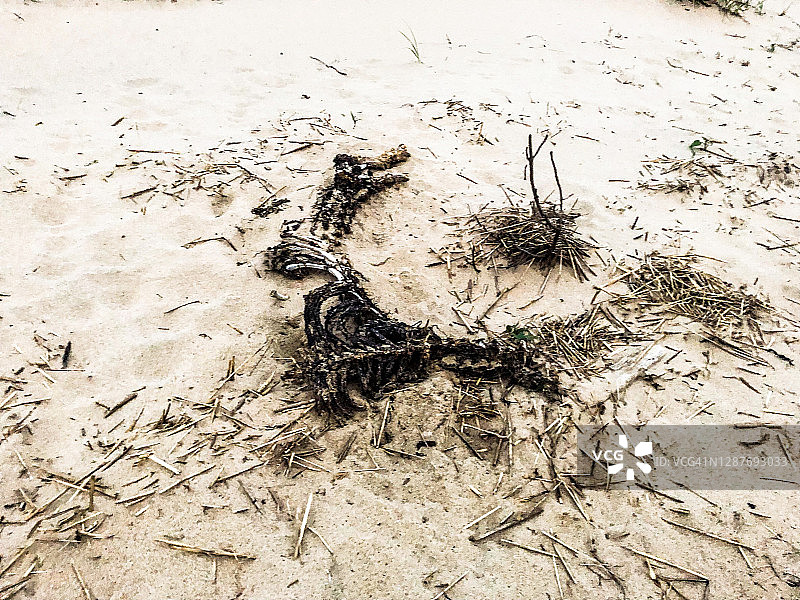 科德角湾沙滩上的神秘动物骨架图片素材