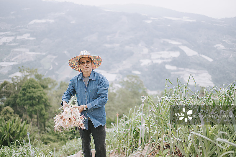 亚洲华人活跃的高级男子采摘韭菜有机农场种植收获看着镜头微笑图片素材