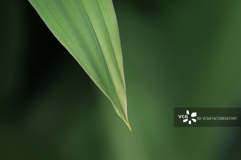 热带叶摘要与选择性焦点在叶尖上反对绿色背景图片素材
