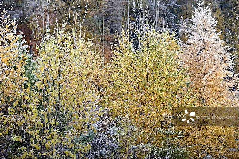 德国北莱茵-威斯特伐利亚地区秋季有白霜、桦树、落叶松、云杉和松树的混交林图片素材