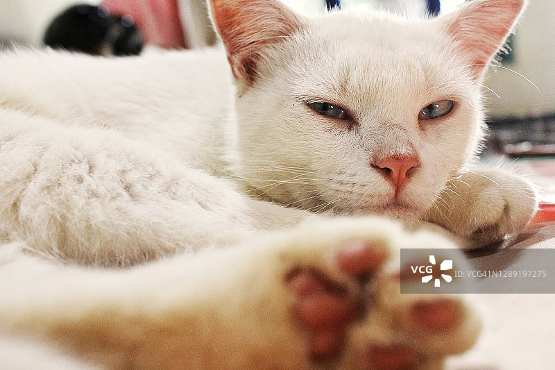 脚和脸我的白猫图片素材