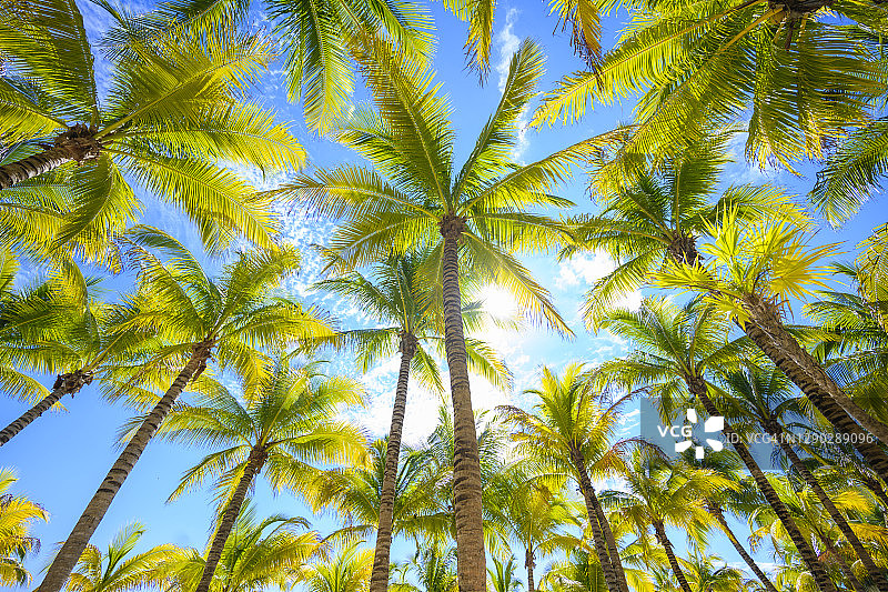 墨西哥的热带棕榈树图片素材
