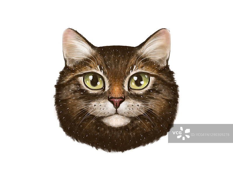 插图肖像的可爱的猫，棕色虎斑。一只猫直视，详细的图画。宠物的头。图片素材