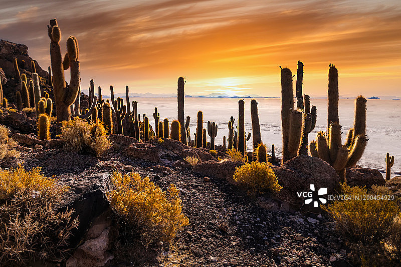 日落时分，玻利维亚高原乌尤尼盐滩上的印卡华西岛上的大仙人掌图片素材