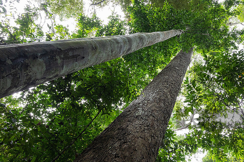 马来西亚婆罗洲雨林的树干图片素材