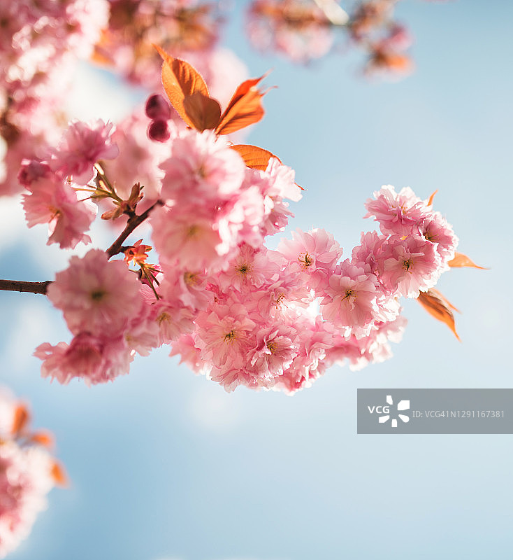 樱桃树开花图片素材