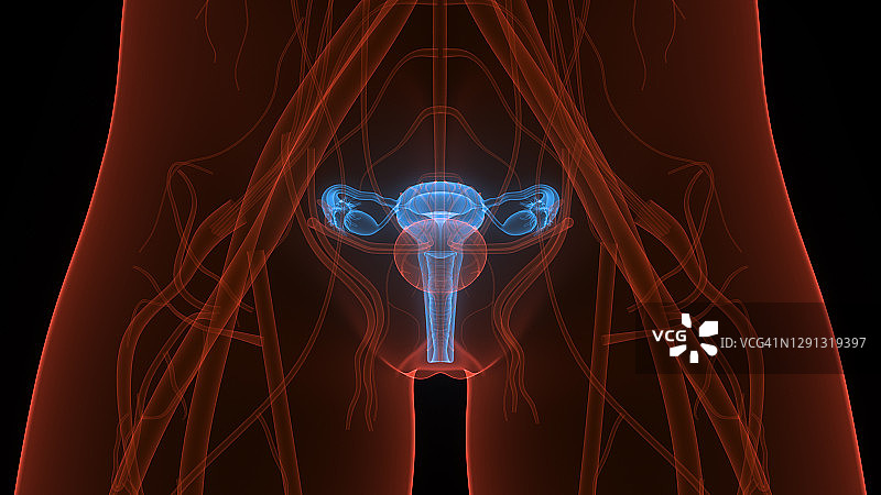 女性生殖系统与神经系统及膀胱解剖学图片素材