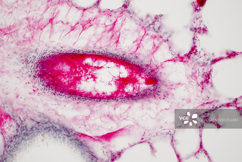 人体肺组织，光学显微镜图片素材