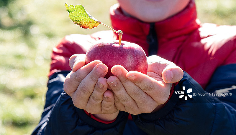 男孩抱着一个新鲜采摘的苹果在外面的特写镜头。图片素材