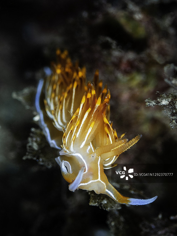 地中海海螺的特写(Dondice banyulensis)图片素材