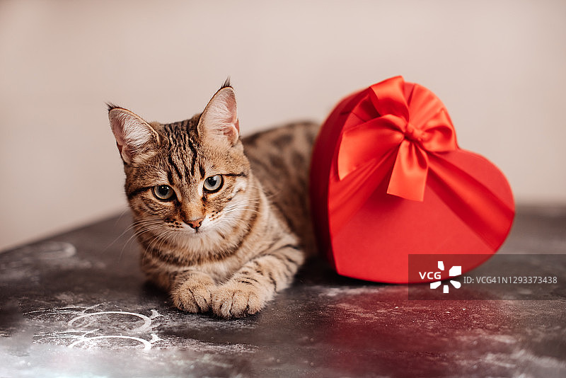情人节的猫系着红色的领结，放在一张有爱心的桌子上图片素材