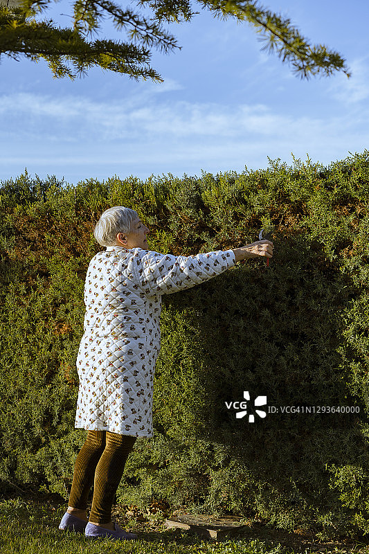 白种女老年人用红色剪刀修剪她的花园树篱图片素材