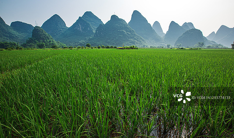 阳朔白天的稻田风景和喀斯特山脉景观，中国广西。图片素材