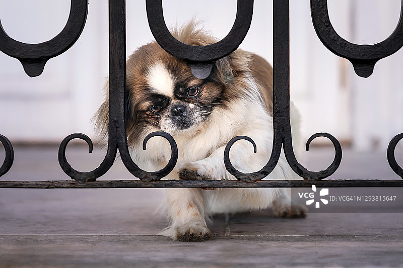铁栅栏后面的狗的肖像图片素材