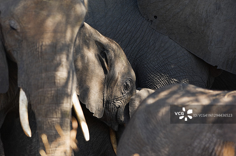 睡觉的大象,博茨瓦纳图片素材