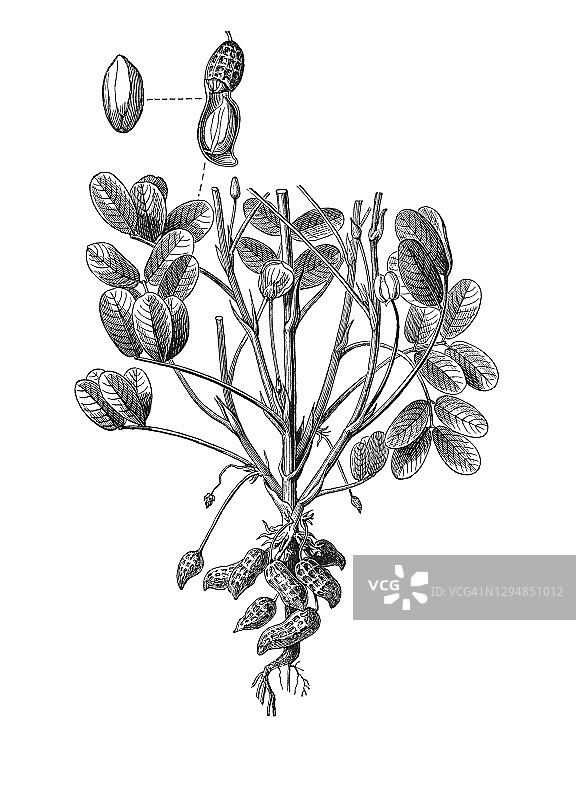 古老的花生，花生，花生，品达，猴坚果植物(花生)雕刻插图图片素材