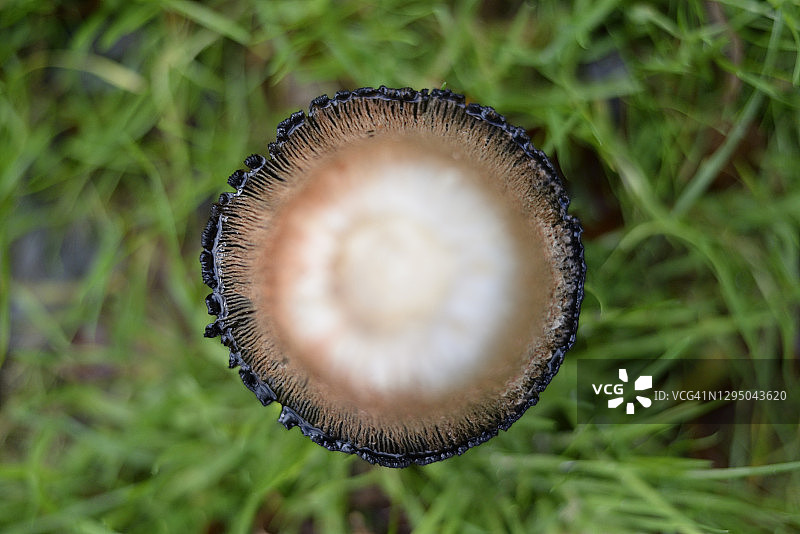 毛绒绒的墨水帽蘑菇图片素材