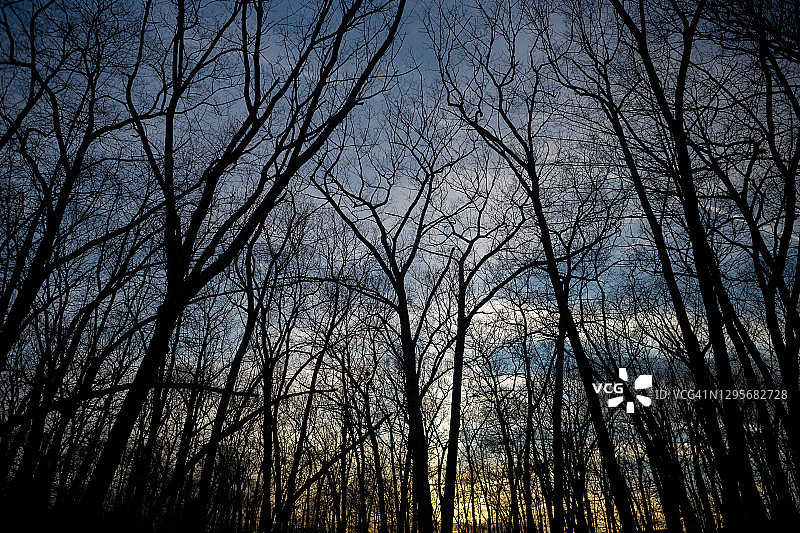 森林里的夕阳和树枝的剪影图片素材