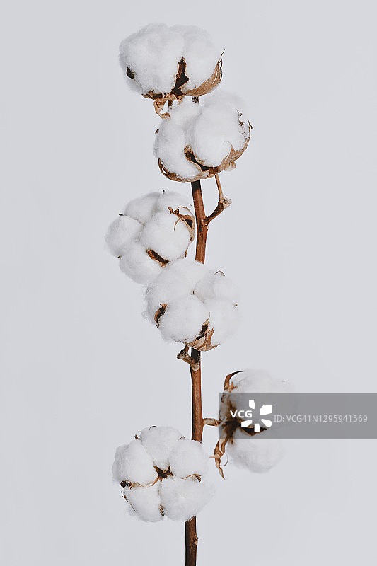 生长在植物枝条上的蓬松的白色棉铃图片素材