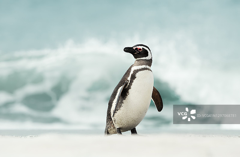 麦哲伦企鹅在沙滩上行走的特写图片素材