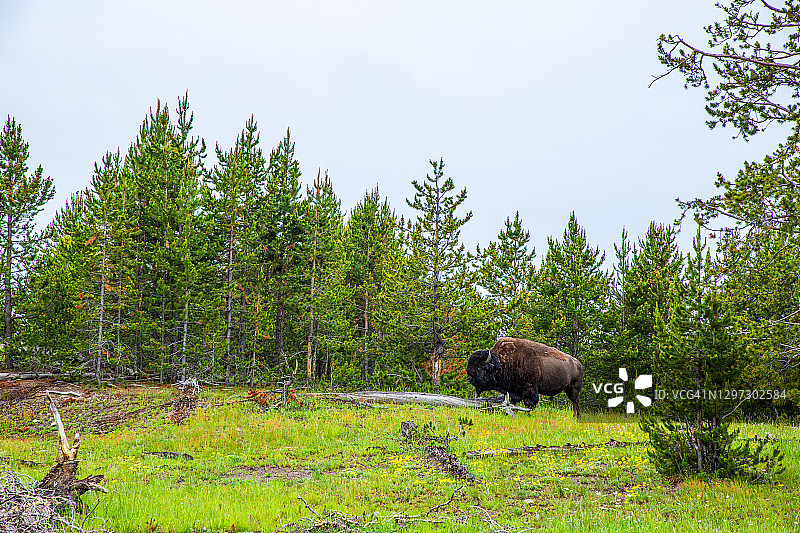 美洲野牛站在绿色的草地上，背景是常绿的森林。图片素材