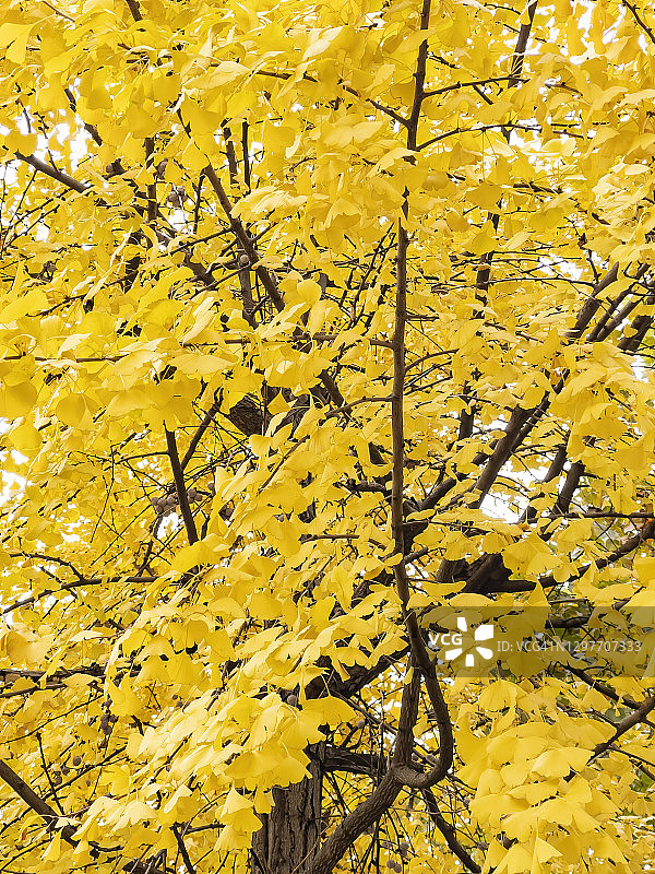 黄银杏树的树冠在阳光下图片素材
