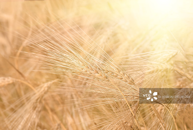 有机金黄成熟小麦穗在田间图片素材