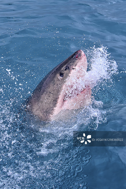 大白鲨，干斯拜，南非图片素材