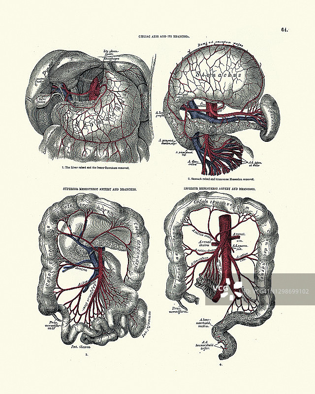 腹腔动脉及其分支，肠系膜上、下，解剖学，维多利亚解剖学图图片素材
