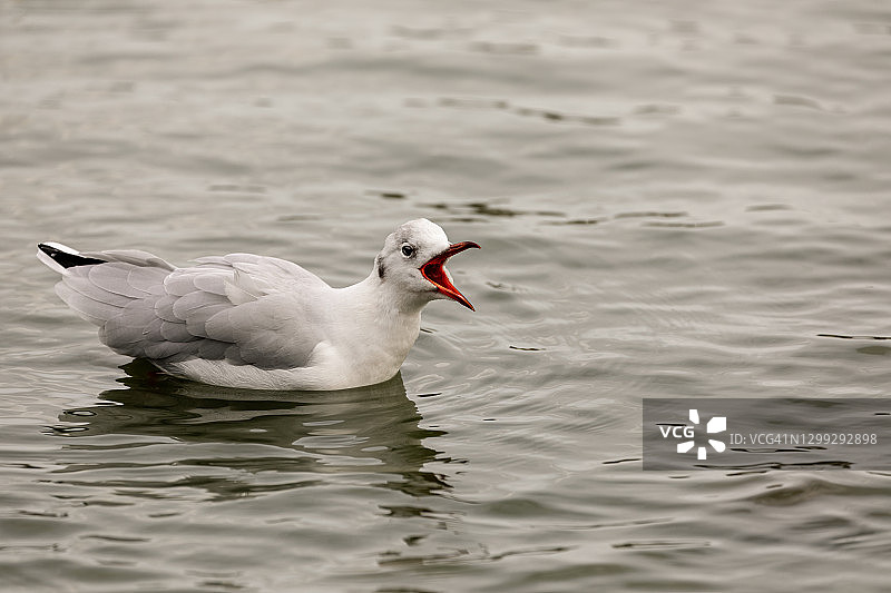 冬羽黑头鸥，漂浮在水面上，对附近的鹅表现出攻击行为图片素材