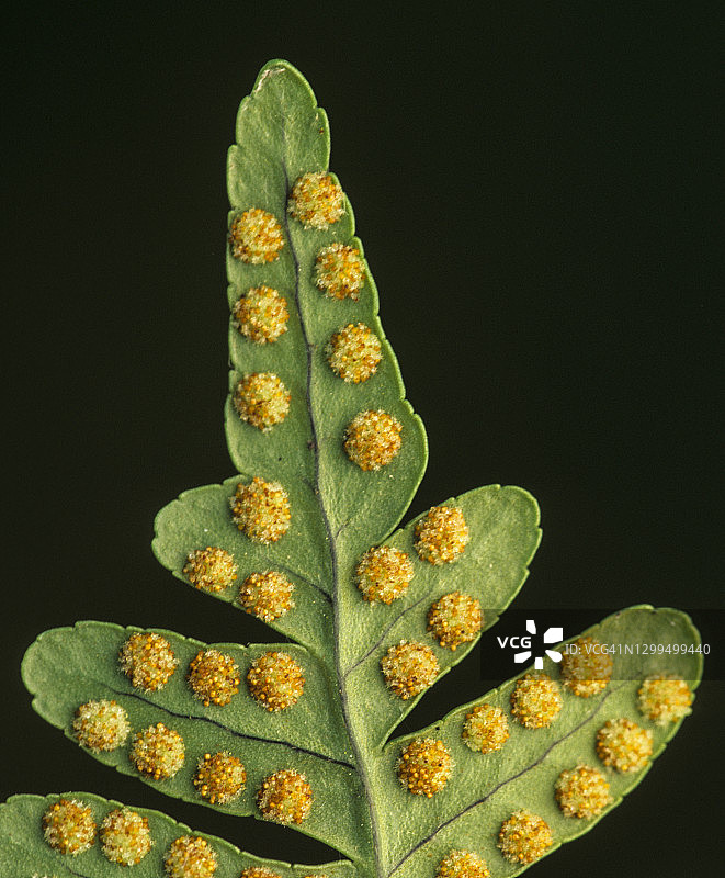 水螅体蕨类(水螅体)孢子体，在叶面下有孢子囊或果点图片素材