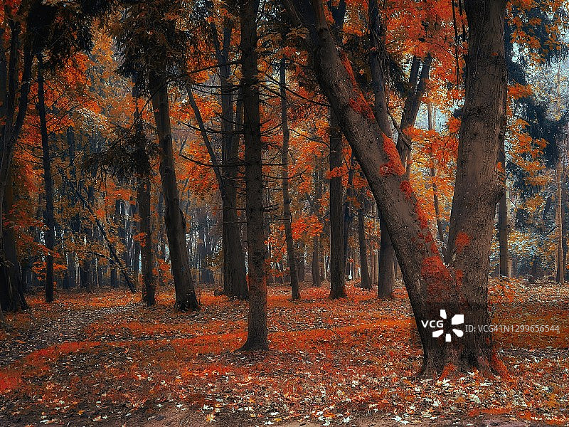 秋天的森林中弥漫着雾气。在早晨的森林里，树上的黄色和橙色的叶子。图片素材