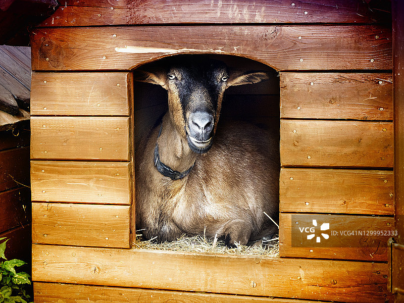 一只坐在羊棚里的山羊的画像，波兰图片素材