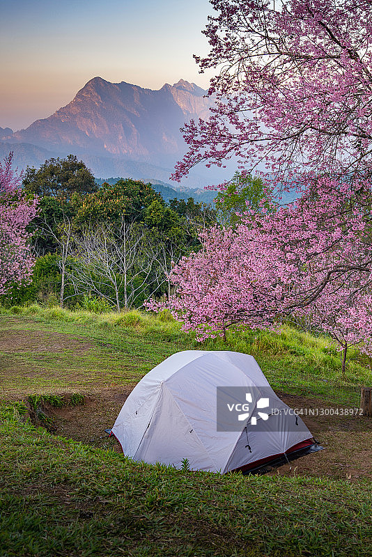樱花盛开在泰国清迈的山上图片素材